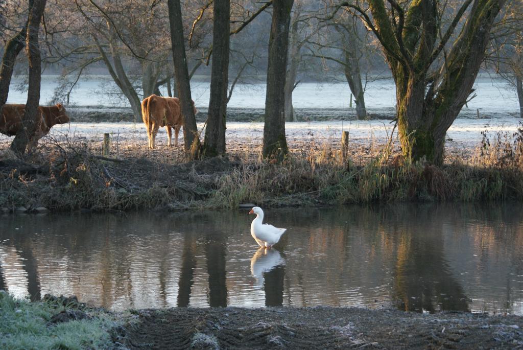 Le gîte de l Ourthe Ortheuville Extérieur photo