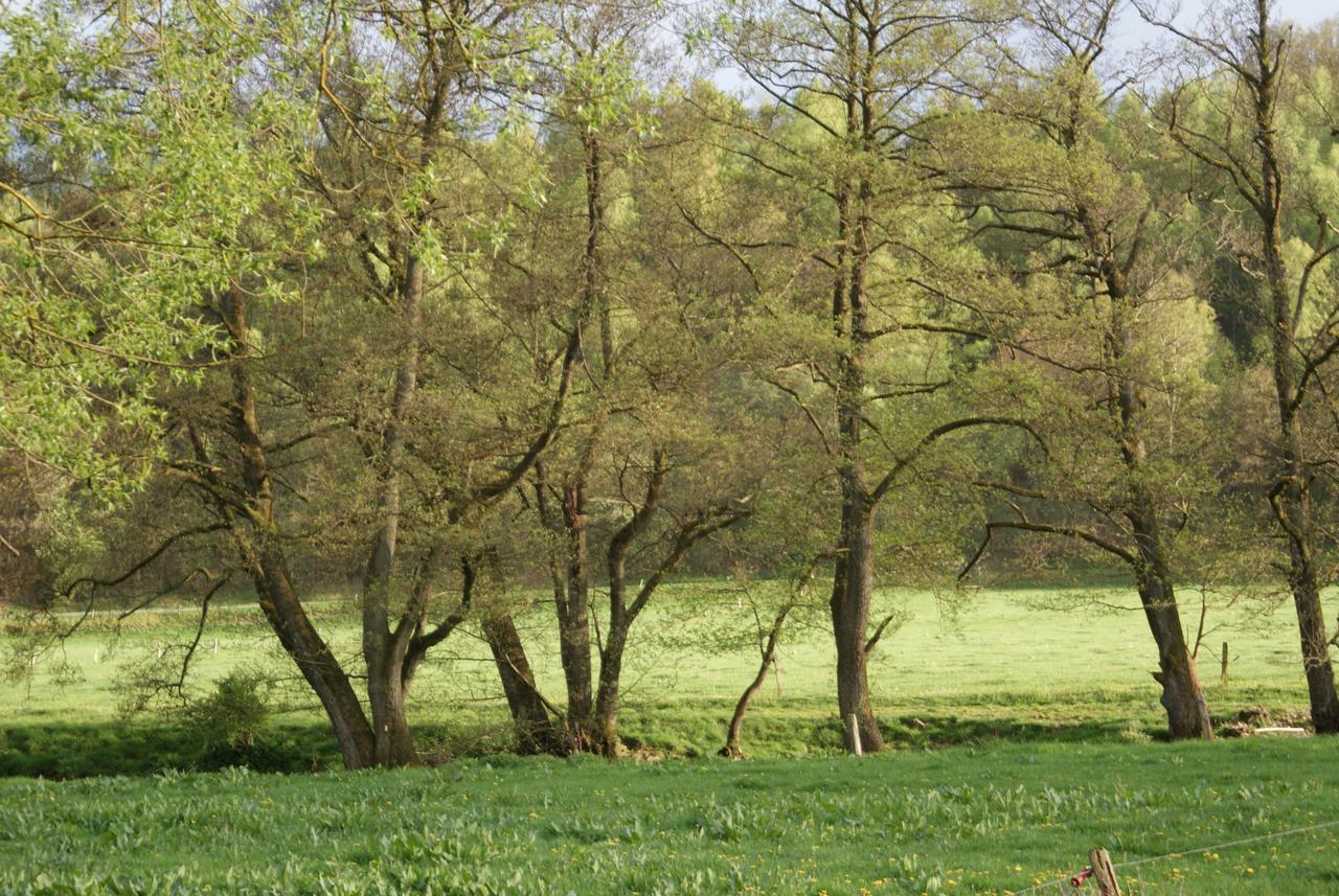 Le gîte de l Ourthe Ortheuville Extérieur photo